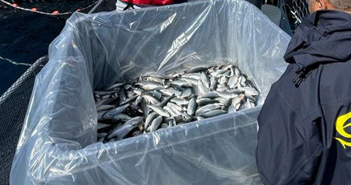 Salmonera acusa «sabotaje» tras escape de más de 60 mil peces en lago Llanquihue