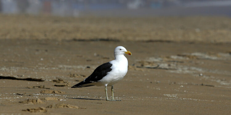 SAG confirmó primer caso de influenza aviar en la región de Los Lagos