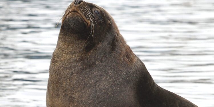 Primer caso de influenza aviar en un lobo marino en Chile
