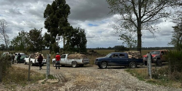 Río Bueno: cinco hombres son sorprendidos robando madera en camionetas&nbsp;
