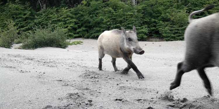 Cámaras trampa captan alta presencia de fauna nativa en Parque Nacional Puyehue