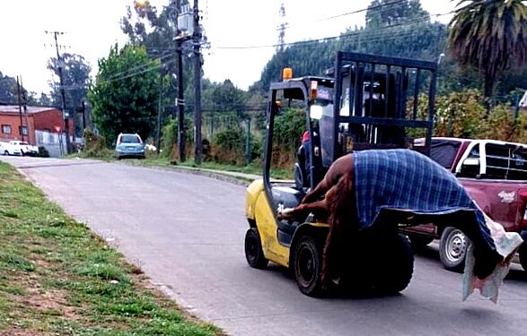 Caballo murió electrocutado en Osorno: dueño quedó con lesiones&nbsp;