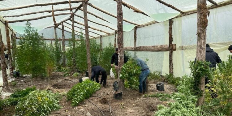Purranque: descubren tres invernaderos de cannabis sativa en cordillera