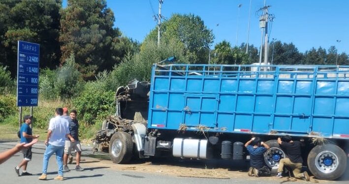 Camión con animales volcó en ruta 5 sur cercano a Osorno