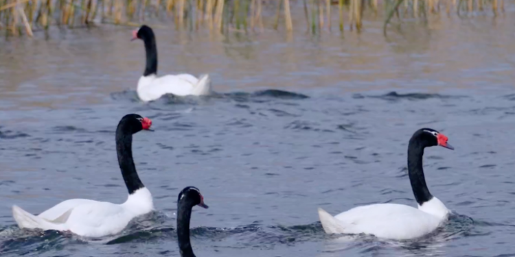 Valdivia: Investigan posibles casos de gripe aviar en cisnes de cuello negro
