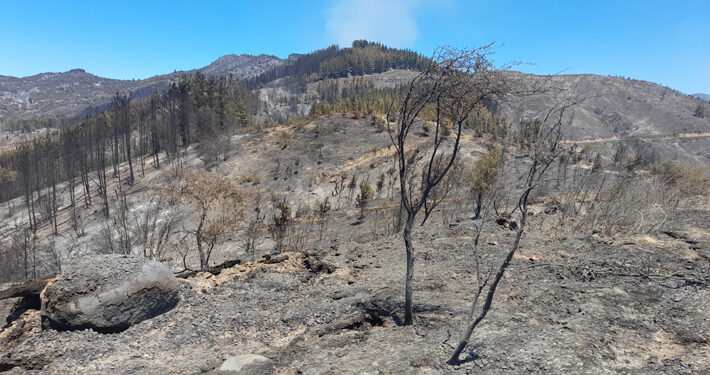Estiman pérdidas por incendios forestales ascienden a US$750 millones