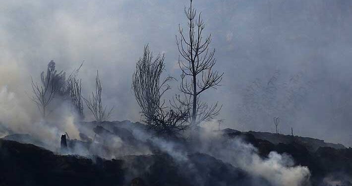 Hombre fue detenido por quemar bosque nativo en región de Los Lagos