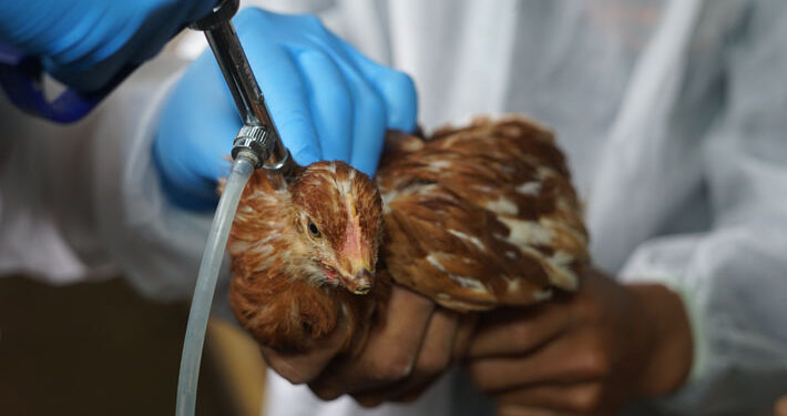 Minagri informa primer caso de influenza aviar en industria de carnes blancas