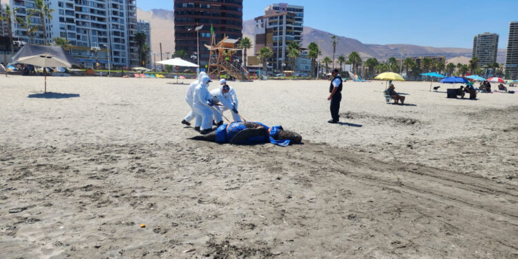 Más de 700 animales marinos han varado muertos por influenza aviar en Chile
