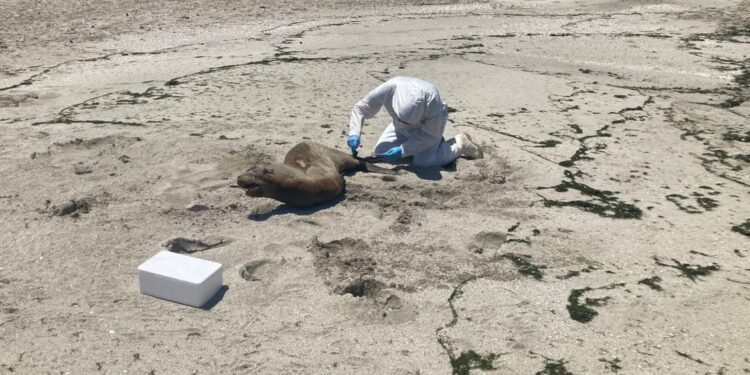 Encuentran más de 70 lobos marinos muertos en la isla Santa María