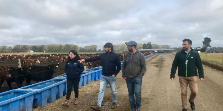 Osorno: SAG inspeccionó bovinos que se exportarán a fines de abril a China