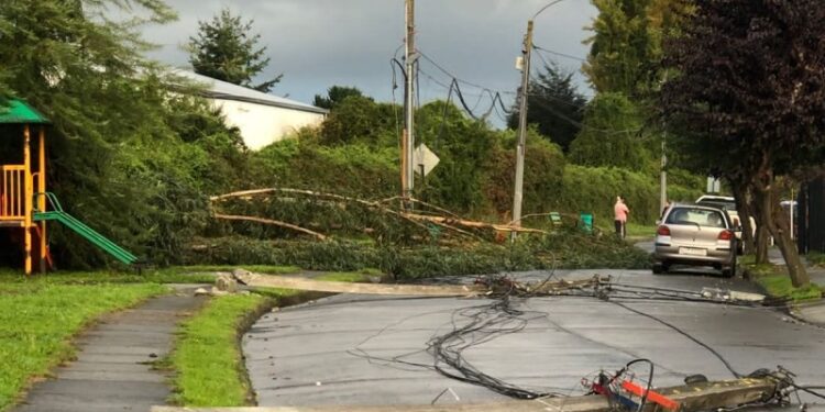 Caída de árbol dejó a una treintena de viviendas sin energía eléctrica en Osorno