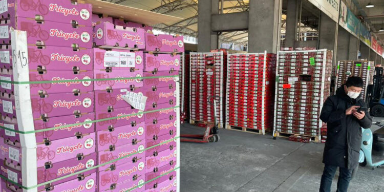 Exportaciones de cerezas ratifican a Chile como el mayor proveedor mundial