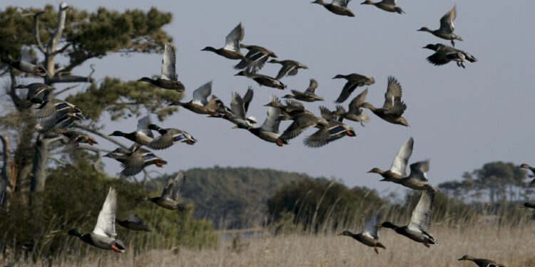 SAG Los Lagos suspende temporada de caza de aves silvestres