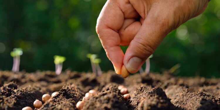 Entregan semillas de hortalizas a pequeños agricultores de Osorno