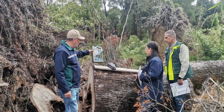 CONAF: 53 años de conservación y protección de los recursos naturales