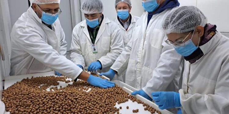 SAG certifica envíos de avellana europea que se produce en Osorno