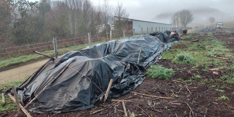 Operación “Desmonte Forestal” termina con 13 detenidos en región de Los Lagos