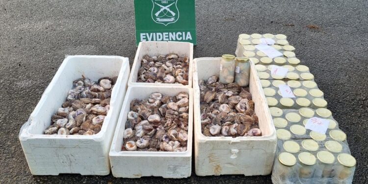 Osorno: Decomisan casi mil unidades de locos y detienen a mujer en ruta 5