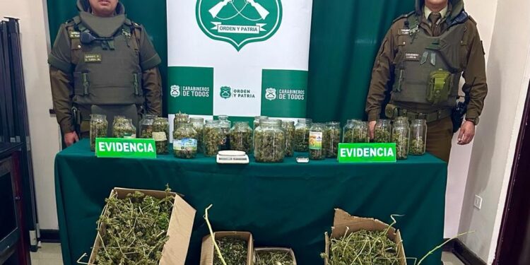 Carabineros decomisa 5 kilos de marihuana elaborada en Osorno