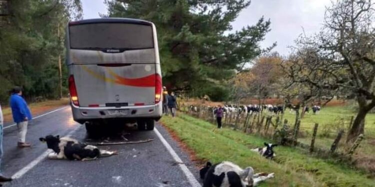 Camión con animales volcó en ruta a Puerto Octay tras colisionar con bus escolar