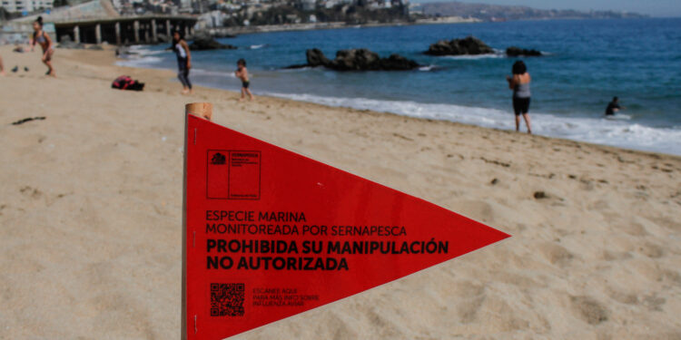 Más de 7.000 animales marinos se han visto afectados por la gripe aviar