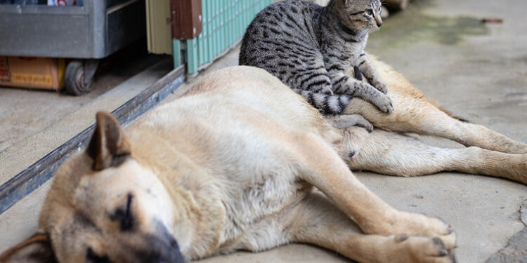 Dan inicio a programa de esterilización de perros y gatos en Osorno 