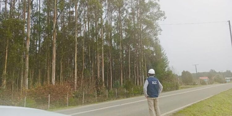 SEC Los Lagos fiscaliza trabajos de podas y despeje de líneas eléctricas