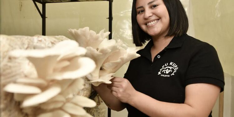 Saesa comienza nueva convocatoria del programa Mujeres con Energía 