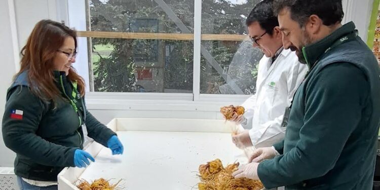 Los Lagos: Destacan potencial sanitario para semilleros de bulbos de lilium