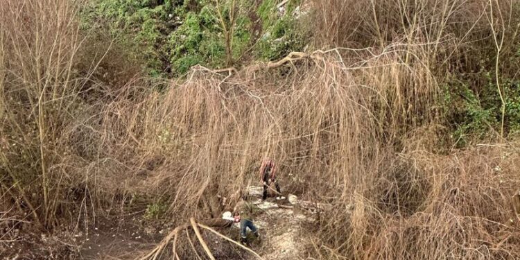 Agrupación medioambientalista denunció tala ilegal de árboles a orilla del río Rahue