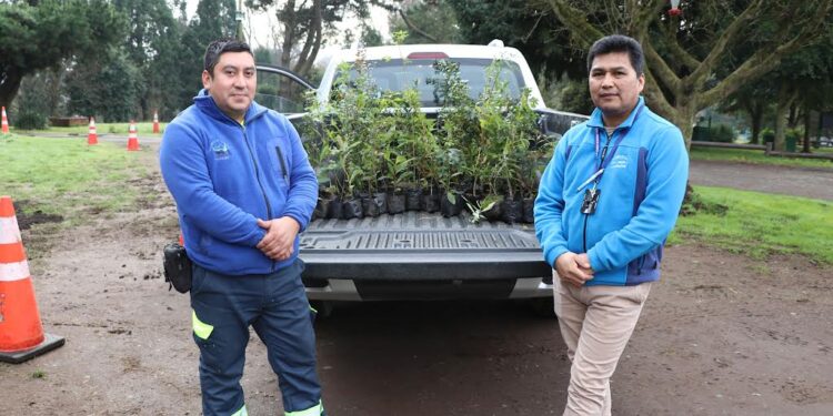 CONAF dona árboles nativos a hospitales interculturales de la provincia de Osorno 