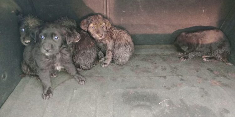 Osorno: Carabineros rescató a 6 perros abandonados en cuneta del sector Rahue Alto