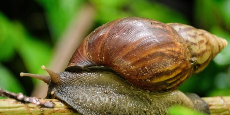 SAG emite alerta fitosanitaria por caracol gigante africano en dos regiones del norte