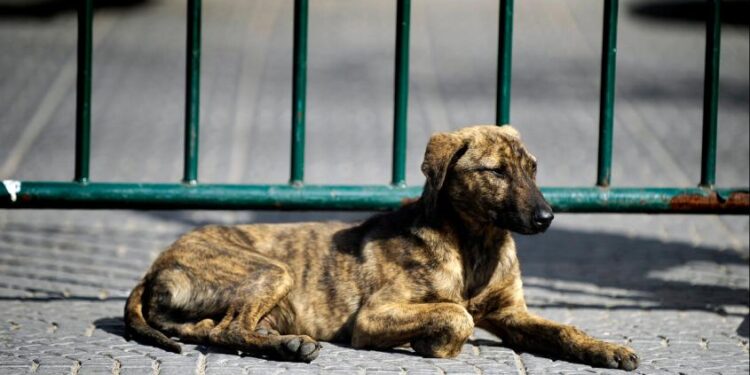 Declaran culpable a hombre por ahorcar a perro en Puerto Montt: Dejó el cuerpo en la casa de su dueño