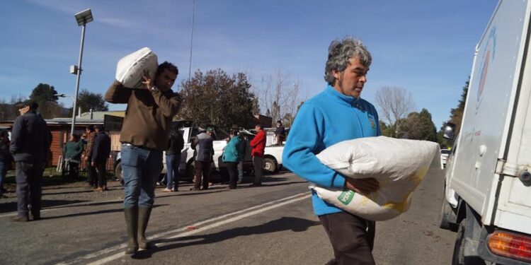 Programa en Puyehue entregó alimento para animales de 155 agricultores