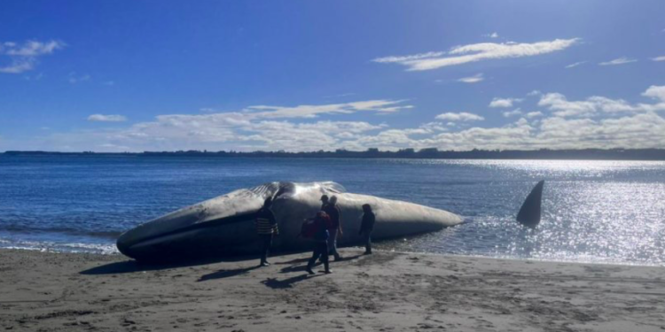 Sernapesca informó del varamiento de una ballena azul en Ancud