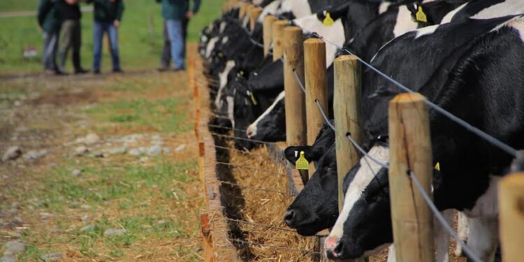 SAG Los Lagos recuerda al sector ganadero realizar trámite de declaración de animales