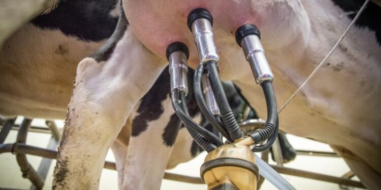 Recepción de leche se contrae mientras exportaciones lácteas crecen 31%