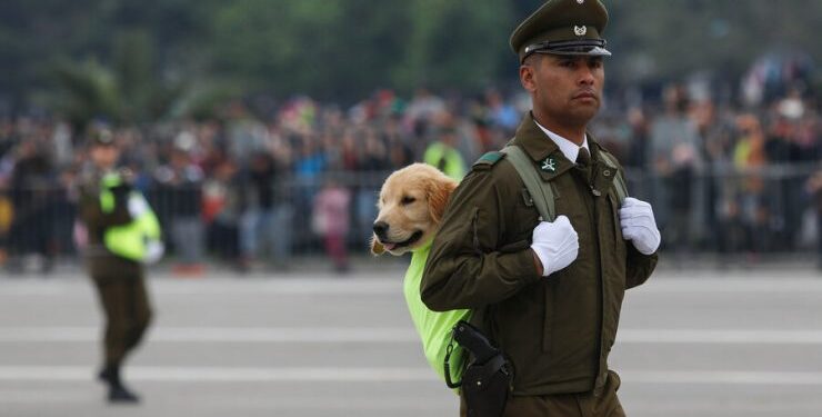 Parada Militar: Carabineros desfiló con perros que pasaran a retiro y presentó a nuevos cachorros