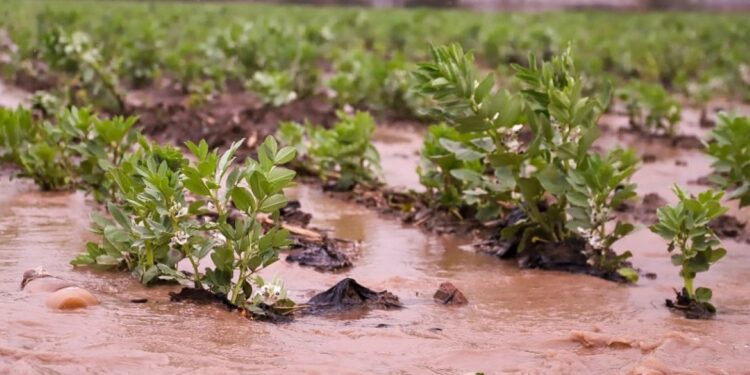Gobierno decretó emergencia agrícola en 16 comunas de La Araucanía