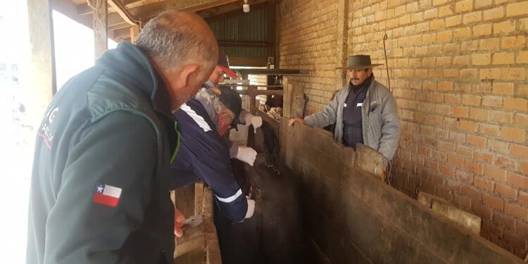Osorno: SAG Los Lagos supervisa proceso de exportación de ganado en pie a Perú