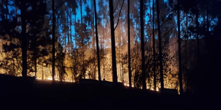 Incendio forestal se registró este lunes en sector Río Blanco de Purranque 