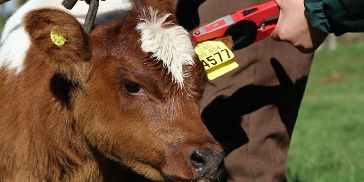 SAG Los Lagos recuerda a ganaderos declarar existencia de animales