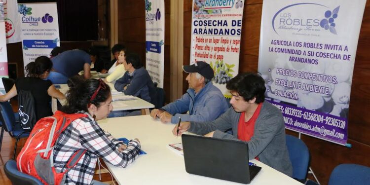 Osorno: Feria laboral agrícola ofrecerá 4 mil cupos de empleo este sábado