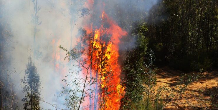 Incendios forestales en provincia de Marga Marga: Más de 1.600 hectáreas afectadas