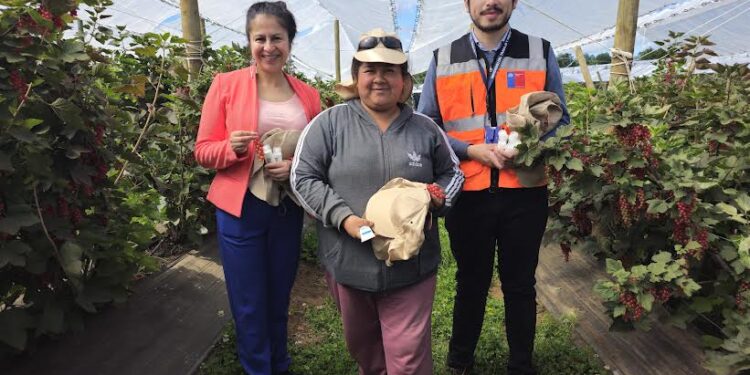 En Osorno, anuncian programa de fiscalización a trabajos agrícolas de temporada