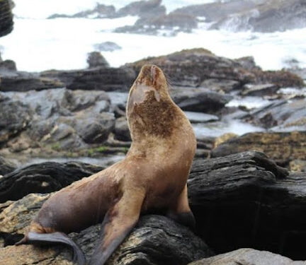 Sernapesca pidió avistar fauna marina con responsabilidad en provincia de Osorno