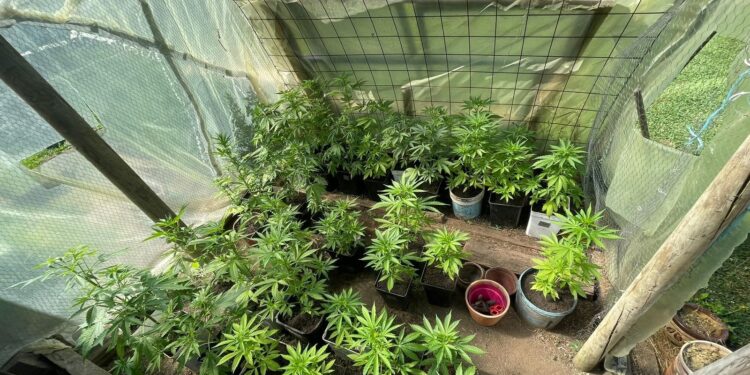 PDI detiene a hombre que mantenía cultivo de cannabis en Osorno