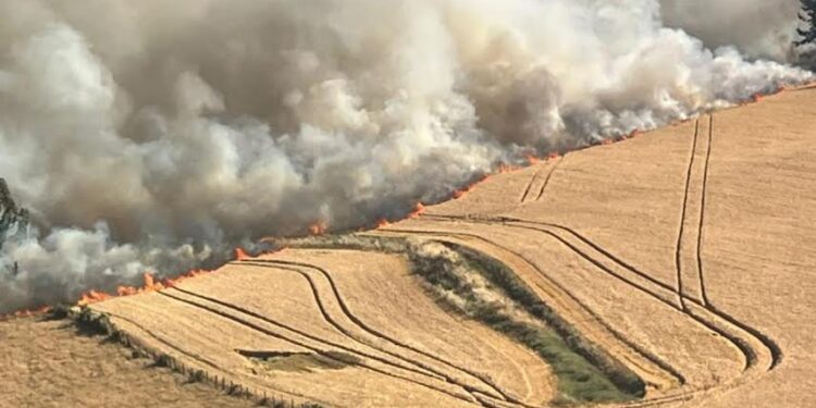 SAGO A.G. reafirma compromiso en acciones contra incendios rurales en provincia de Osorno